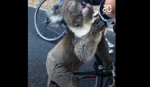 Incendie en Australie: une cycliste s'arrête pour donner à boire à un koala
