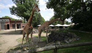 Maubeuge: réouverture du zoo suite au déconfinement