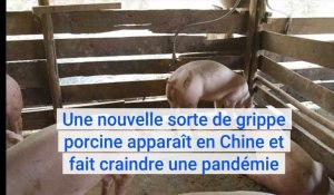 Une nouvelle sorte de grippe porcine apparaît en Chine et fait craindre une pandémie