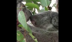 Australie: Le koala pourrait disparaître du Sud de l'Australie d'ici à 2050