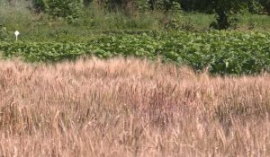 Réchauffement climatique : les agronomes français à la recherche du blé de l'espoir
