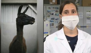 Coronavirus: en Belgique, la recherche avance grâce à un lama