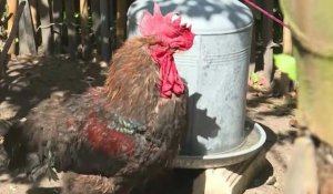 Le coq Maurice, symbole de la ruralité, ne chantera plus