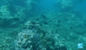 Journée mondiale des océans : comment protéger cet écosystème ?