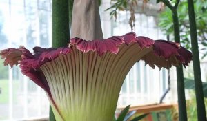 Floraison d'un arum titan au jardin botanique de Meise