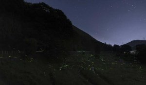 Japon: à l'heure du coronavirus, même les lucioles dansent à huis clos