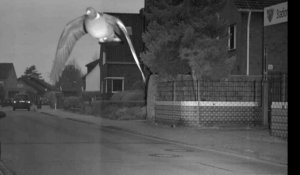 Un pigeon flashé par un radar automatique - ZAPPING ACTU HEBDO DU 11/05/2019