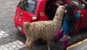 Avez-vous déjà vu un lama prendre un taxi ?