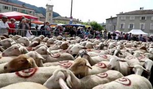 Sisteron : la transhumance met l'agneau à l'honneur