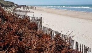Protection du cordon dunaire à Oye-Plage
