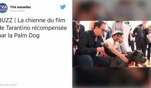 Festival de Cannes. Le pitbull du film de Tarantino récompensé par la Palm Dog