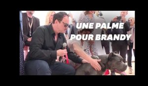 Cannes 2019 : Le chien de "Once Upon A Time... In Hollywood&quot; récompensé