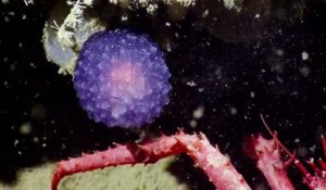 Mystérieuse boule violette au fond de l'océan
