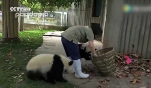 Deux jeunes pandas mènent la vie dure à une soigneuse