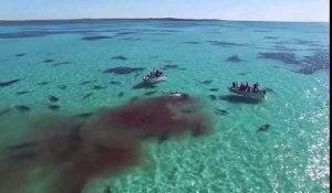 Les images choc d'une baleine dévorée par des dizaines de requins