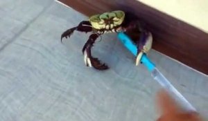 Armé d'un couteau, ce crabe a décidé de ne pas se laisser faire !