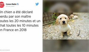 Un chien déclaré perdu toutes les 20 minutes, un chat toutes les 10 minutes