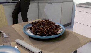 Les insectes comestibles