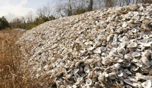 Sur les côtes du Texas, les coquilles d'huîtres recyclées en récifs