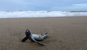 Des bébés tortues de mer s'élancent vers la liberté, sur une plage d'Indonésie