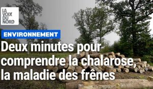 Deux minutes pour connaître la chalarose, la maladie qui décime les frênes