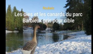Roubaix : une dizaine d’oies et de canards du parc Barbieux blessés par des tirs de flèches