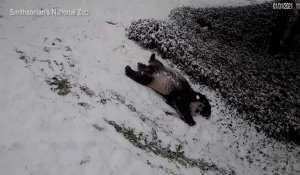 Des Pandas géants découvrent la neige