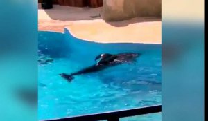 Parc Astérix.  Le dauphin Femke euthanasié, la vidéo de la Fondation Bardot qui dénonçait son état de santé