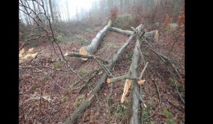 Locquignol: abattage d'arbres à proximité des habitations