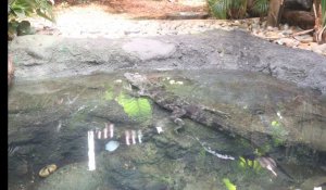 Les alligators attendent le public au zoo d'Amiens