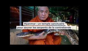 Myanmar : un temple sanctuaire pour sauver les serpents de la contrebande