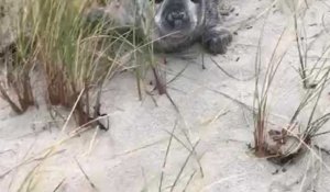 Finistère. Un bébé phoque sur la dune de la plage du Goudoul, à Lesconil