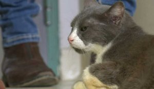 A la SPA, une "adoption responsable" pour éviter les abandons d'animaux