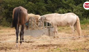 VIDÉO. Enfants blessés par des poneys :  l'affaire jugée devant le tribunal