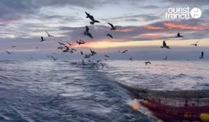 VIDÉO. Les pêcheurs, le port, la pêche aux Sables-d'Olonne: ce qu'il faut savoir