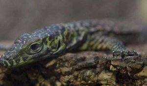 Espagne: naissance exceptionnelle de bébés dragons de Komodo dans un zoo