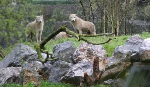 Les loups arctiques débarquent au zoo de Maubeuge