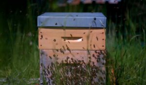 VIDÉO. Peut-on installer une ruche dans son jardin ? 
