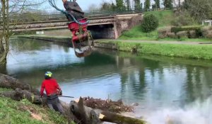 Saint-Nicolas : un arbre gênant qui obstruait  le rivage de la Scarpe a été enlevé