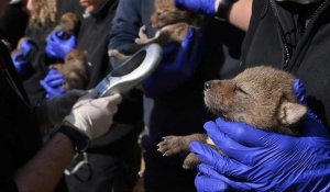 Naissance de six bébés coyotes, ça pouponne au parc animalier de Sainte-Croix