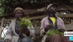 Au Kenya, le khat ne s'exporte plus