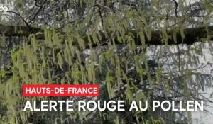 Pollen : les Hauts-de-France en alerte rouge