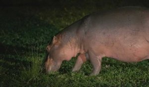 Colombie: les hippopotames d'Escobar, une attraction devenue un fléau