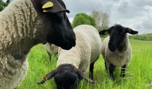 Éco-pâturage : les moutons sont arrivés à Bruay-la-Buissière