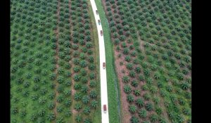 VIDÉO. Pourquoi l'huile de palme est un problème environnemental