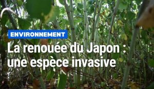 La renouée du Japon : une espèce invasive