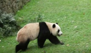 Washington dit adieu à ses pandas qui s'en vont en Chine