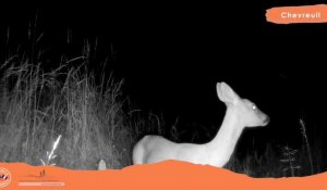 Tarn-et-Garonne : webcam des animaux dans les passages à faune