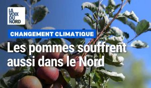 Même dans le nord de la France, les pommes souffrent du changement climatique
