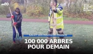 Hauts-de-France : 100 000 arbres pour demain